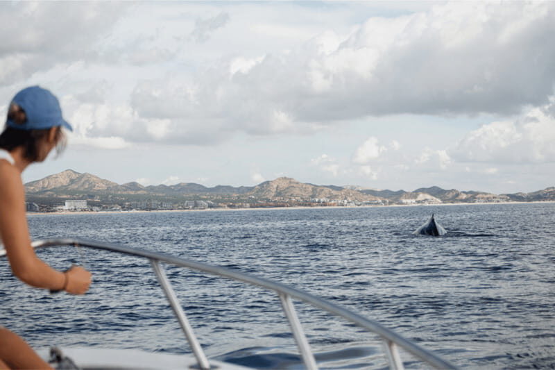 Whale Watching in San Jose del Cabo - Who Will Love This Tour