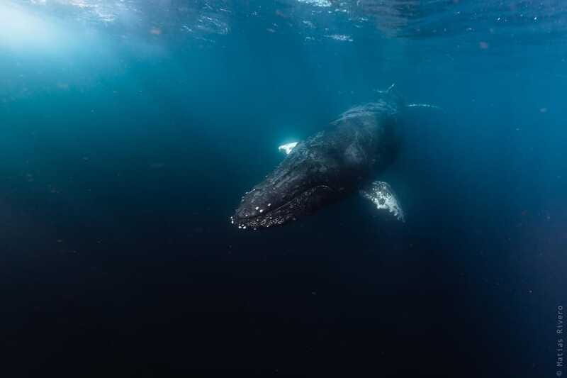 Whale Watching in San Jose del Cabo - Pricing and Value