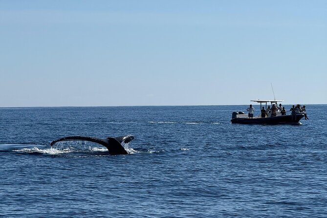 Whale Watching in San Jose del Cabo - The Value of This Experience