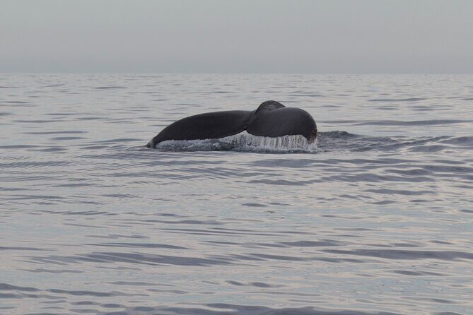 Whale Watching in San Jose del Cabo - Who Should Consider This Tour?
