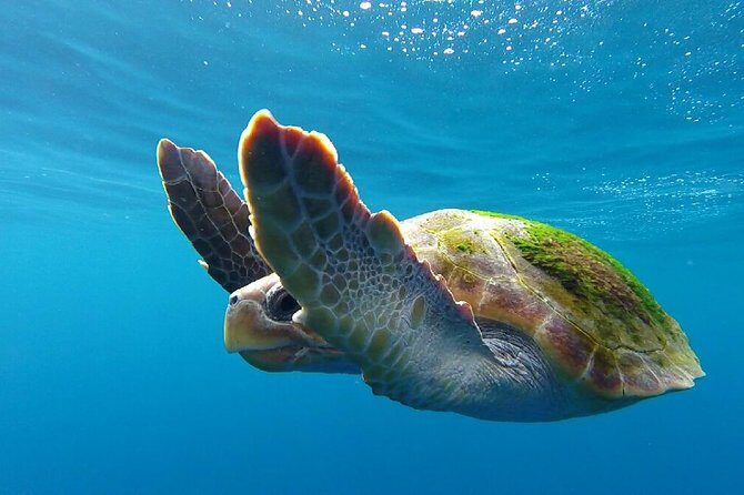 Whale watching in Tenerife. Atlantic Eco Experience - Who Is This Tour Best For?