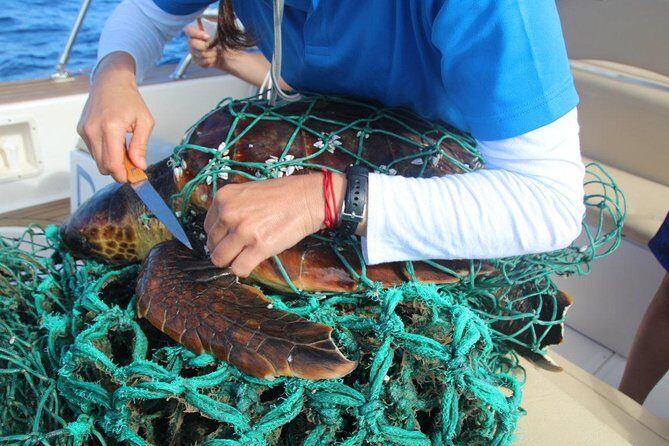 Whale watching in Tenerife. Atlantic Eco Experience - FAQs