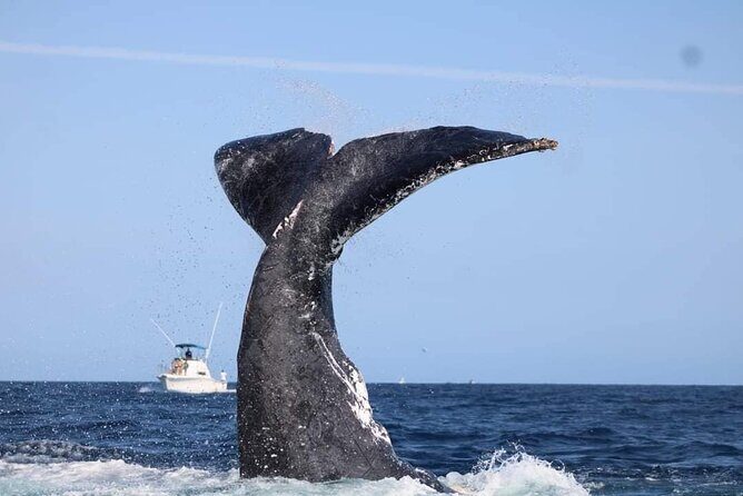 Whale Watching, Kraken Chase and Cabo Arch - Final Thoughts