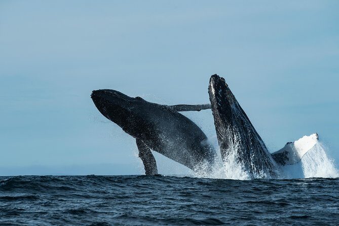 Whale Watching Monterey Bay semi-private limited to 6 people max - Who Should Consider This Tour?