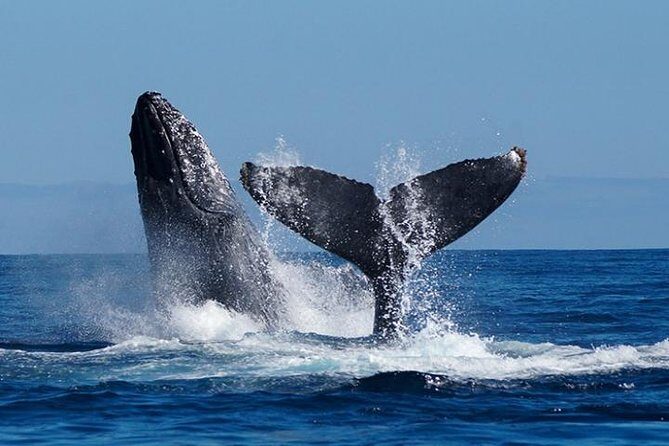 Whale Watching on 2 Level Big Boat with Breakfast and Drinks INCLUDED - Introducing the Experience