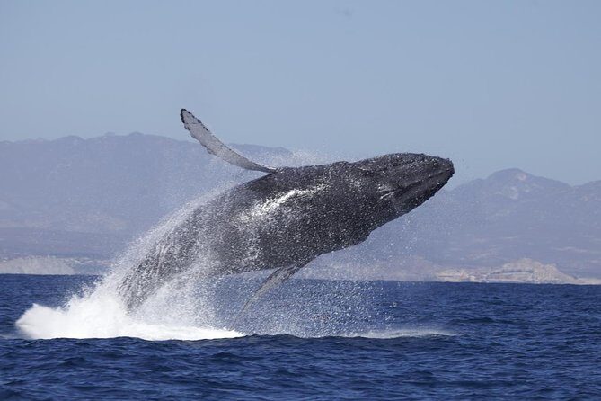 Whale Watching on 2 Level Big Boat with Breakfast and Drinks INCLUDED - What Travelers Have to Say