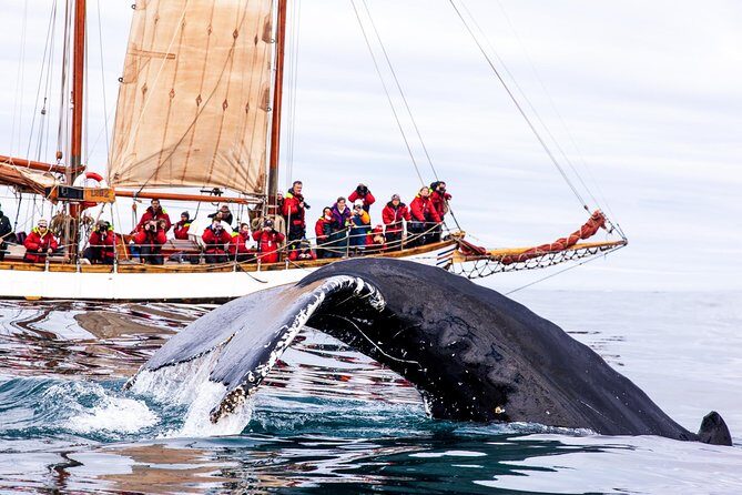Whale Watching on a Traditional Oak Sailing Ship from Husavik - The Experience and Itinerary
