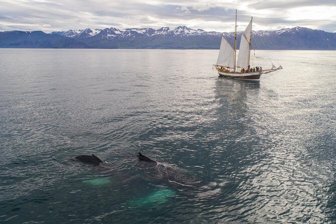 Whale Watching on a Traditional Oak Sailing Ship from Husavik - Group Size and Departure Flexibility