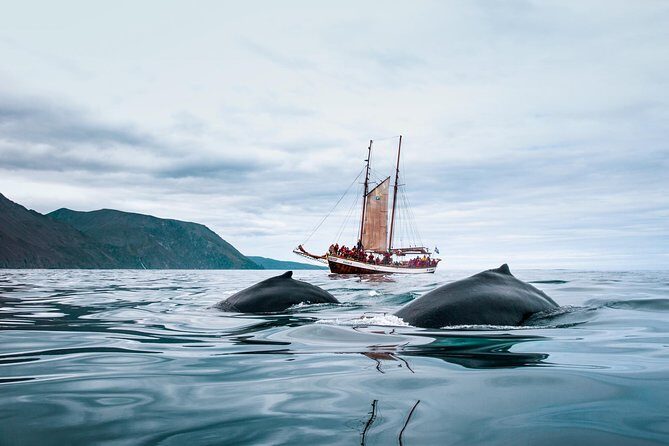 Whale Watching on a Traditional Oak Sailing Ship from Husavik - What the Reviews Say