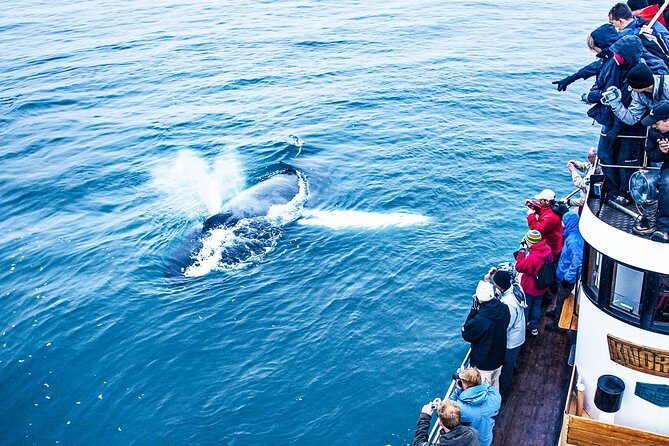 Whale Watching on board a Traditional Oak Boat from Árskógssandur - Who This Tour Suits Best
