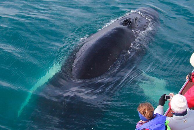 Whale Watching on board a Traditional Oak Boat from Árskógssandur - Final Thoughts