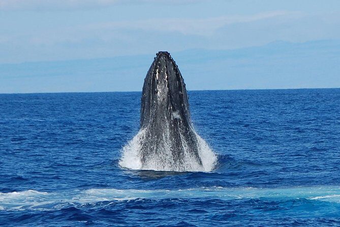 Whale Watching On The Big Island - What You Can Expect From This Whale Watching Tour