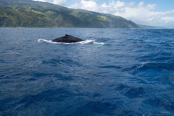 Whale watching on the preserved and quiet coast of Paea (Pk26) - The Sum Up