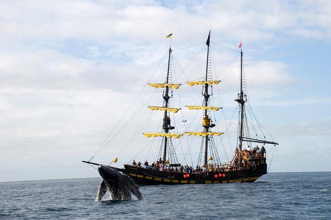 Whale-Watching Pirate Ship Cruise in Los Cabos - An Overview of the Experience