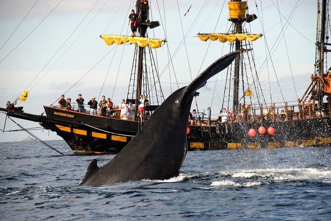 Whale-Watching Pirate Ship Cruise in Los Cabos - Who Will Love This Tour?