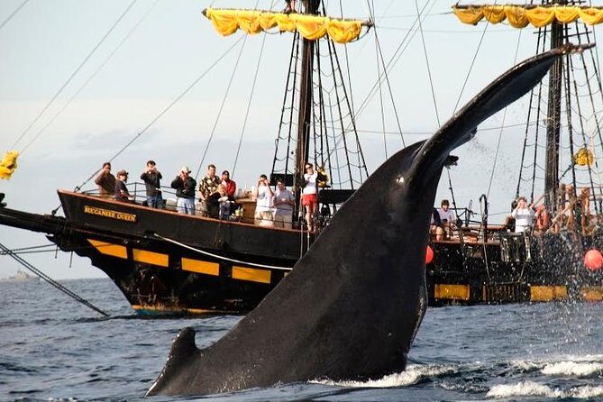Whale-Watching Pirate Ship Cruise in Los Cabos - FAQs