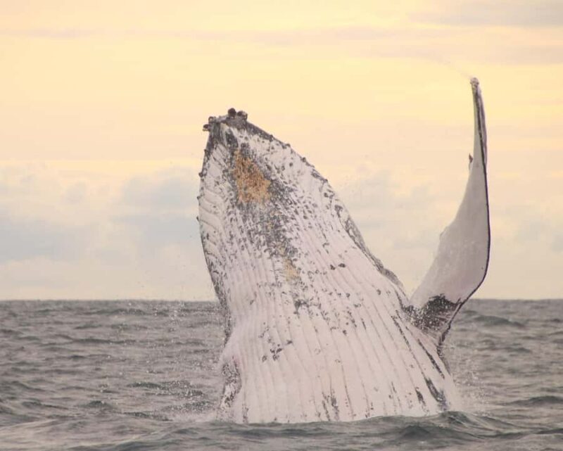 Whale Watching Safari Byron Bay - Key Points