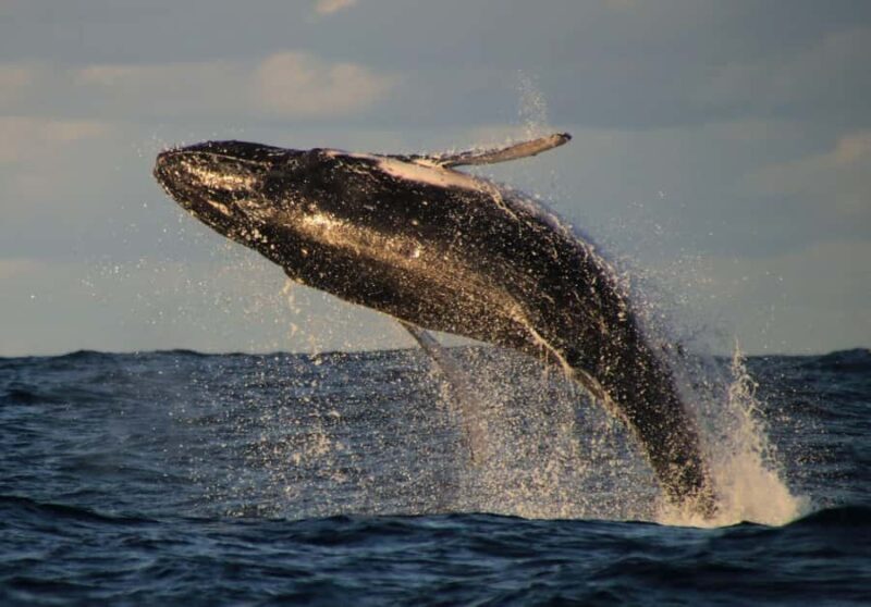 Whale Watching Safari Byron Bay - A Detailed Look at the Whale Watching Experience
