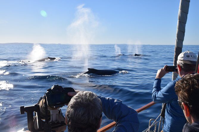Whale Watching Sailing Experience in Sydney - Key Points