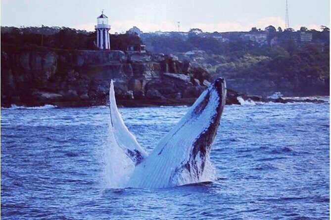 Whale Watching Sailing Experience in Sydney - What to Expect on the Whale Watching Sailing Tour