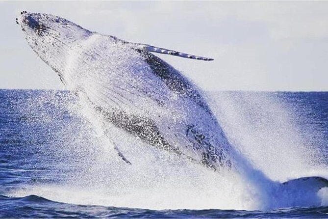 Whale Watching Sailing Experience in Sydney - The Experience From a Traveler’s Perspective