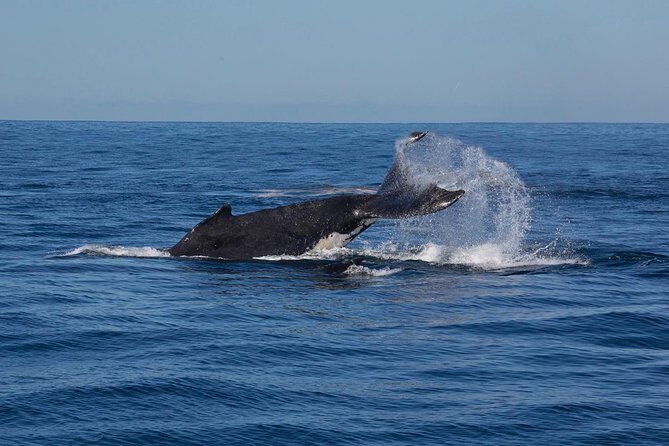 Whale Watching Sailing Experience in Sydney - FAQ