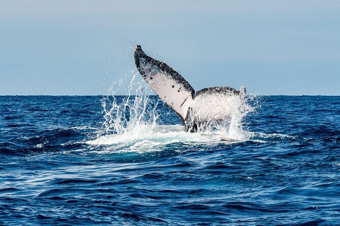 Whale Watching Snorkel Combo - Getting the Most Out of Your Cabo Whale Watching Snorkel Tour