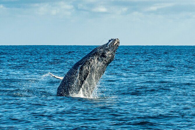 Whale Watching & Snorkeling Combo in Los Cabos with Photos Included - Who is This Tour Best For?