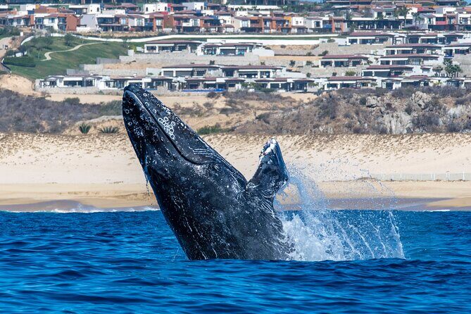 Whale Watching & Snorkeling Combo in Los Cabos with Photos Included - FAQ