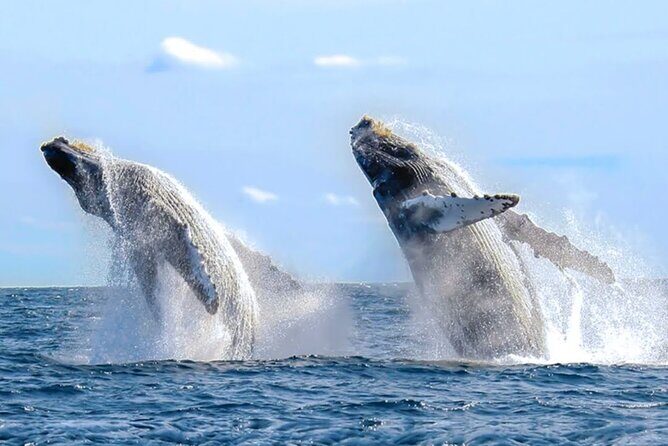 Whale Watching & Snorkeling Private Yacht Tour Cabo with Food & Drinks - Who Is This Tour Best For?