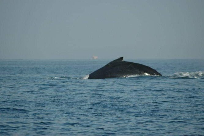Whale watching tour - FAQ: Common Questions About the Whale Watching Tour