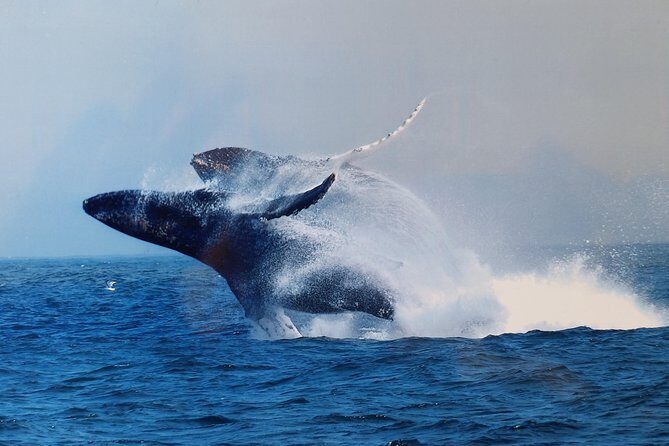 Whale Watching Tour - What to Expect from the Tour