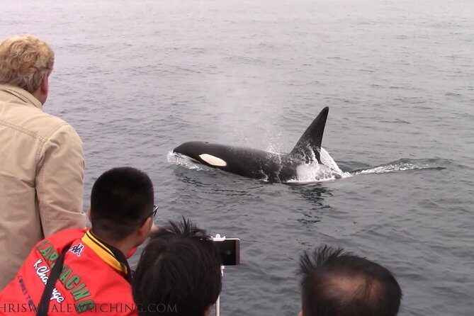 Whale Watching Tour - Who Would Love This Tour?