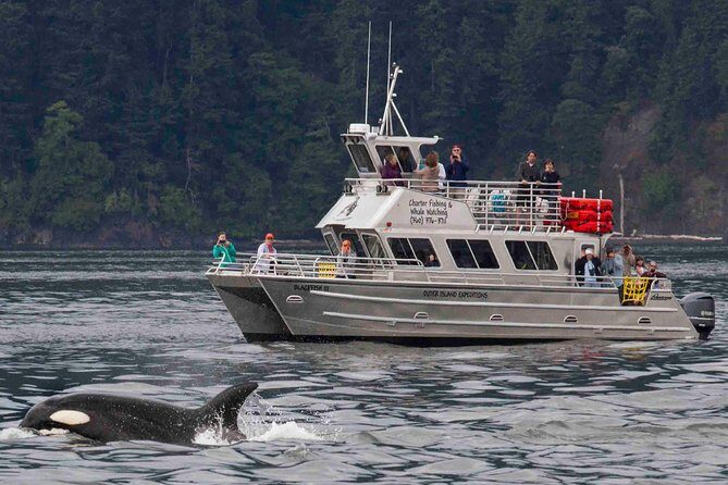 Whale Watching Tour from Anacortes - An Introduction to the Tour Experience