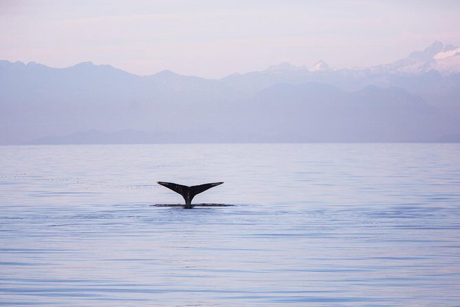 Whale-Watching Tour from Vancouver - Starting Points and Transportation