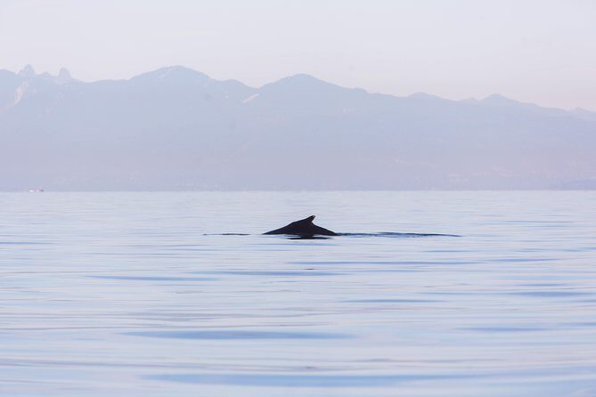 Whale-Watching Tour from Vancouver - Timing and Weather Considerations