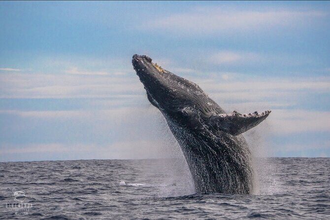 Whale Watching Tour in Cabo San Lucas - Key Points