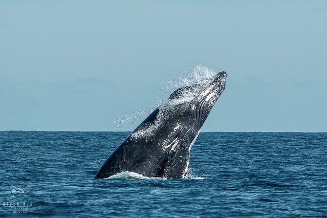 Whale Watching Tour in Cabo San Lucas - FAQ