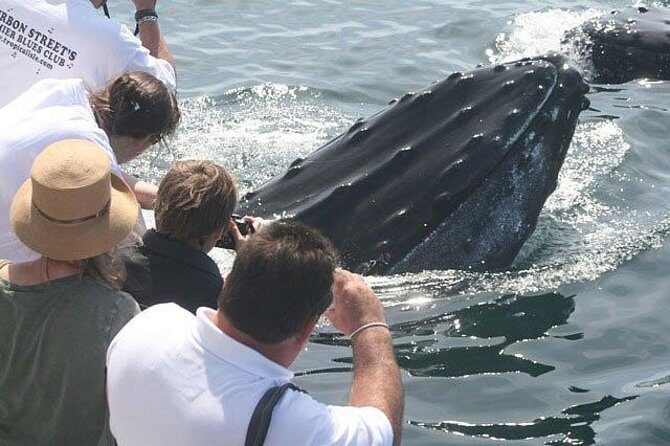 Whale Watching Tour in Gloucester - What to Expect During the Tour