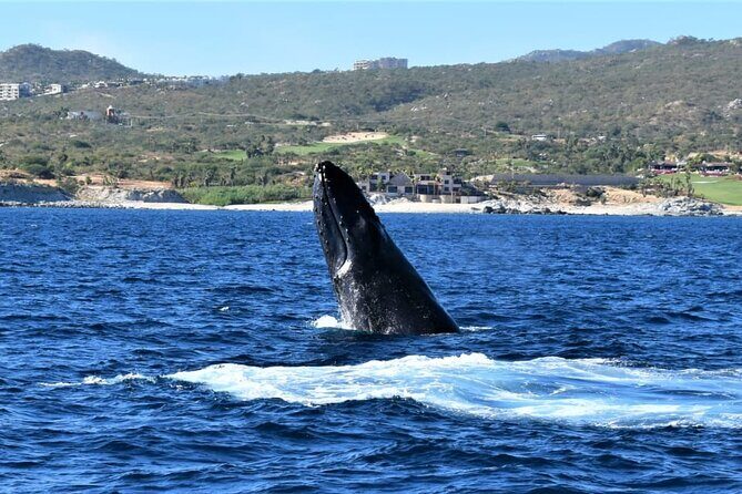 Whale Watching Tour in Los Cabos - Frequently Asked Questions
