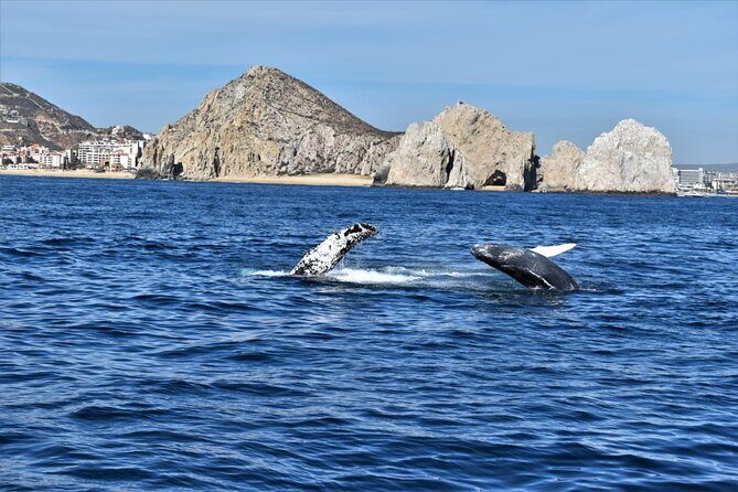 Whale Watching Tour in Los Cabos - Final Thoughts