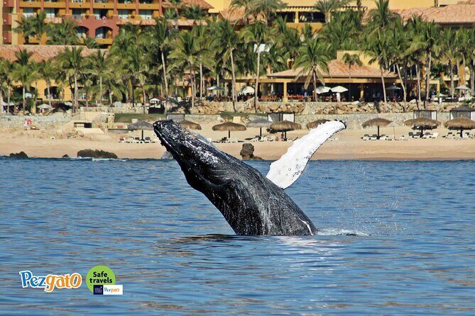 Whale Watching Tour in Los Cabos - Frequently Asked Questions