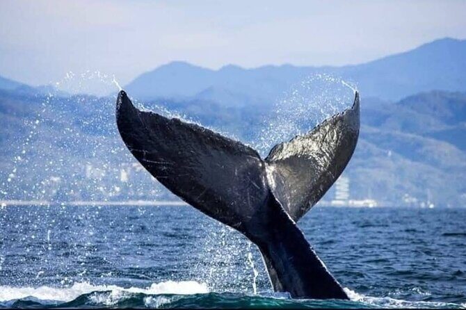 Whale Watching Tour in Puerto Vallarta - What to Expect from the Whale Watching Tour in Puerto Vallarta