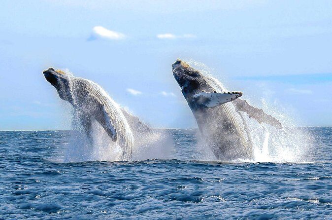 Whale Watching Tour in Puerto Vallarta - The Value of This Whale Watching Experience
