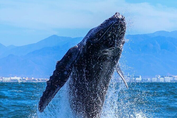 Whale Watching Tour in Puerto Vallarta - FAQ
