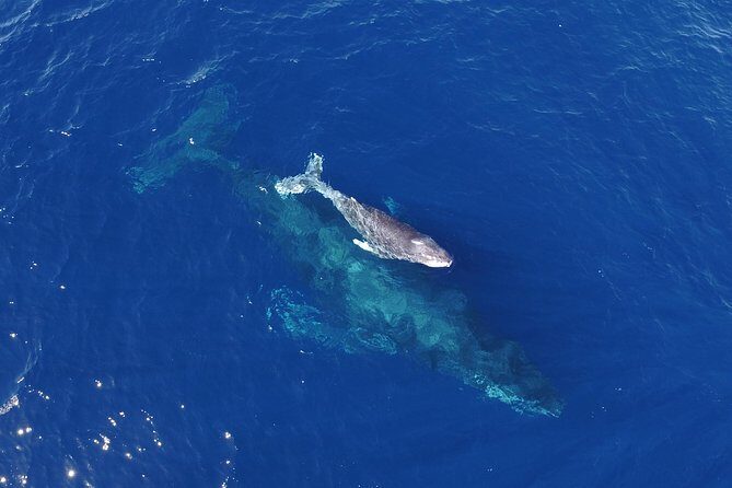 Whale Watching Tour -Incl FREE photos - A Closer Look at the Experience