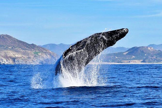 Whale Watching Tour -Incl FREE photos - Final Thoughts