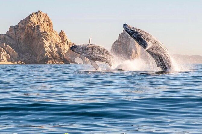 Whale Watching Tour with Arch and Beach in Cabo San Lucas - Whale Watching Tour with Arch and Beach in Cabo San Lucas: A Detailed Look