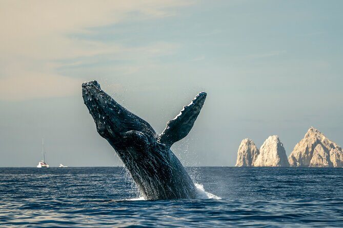 Whale Watching Tour with Arch and Beach in Cabo San Lucas - Key Points