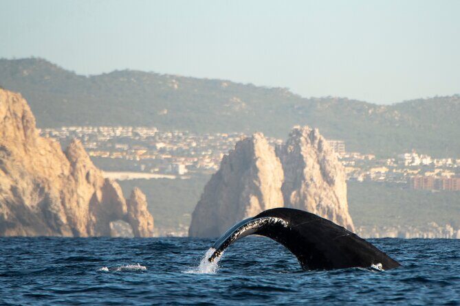 Whale Watching Tour with Arch and Beach in Cabo San Lucas - Who Would Love This Tour?